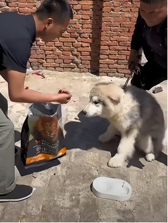 凭一己之力创立狗界缅北，他的&#34;虐&#34;狗方式为何让网友都拍手叫好？