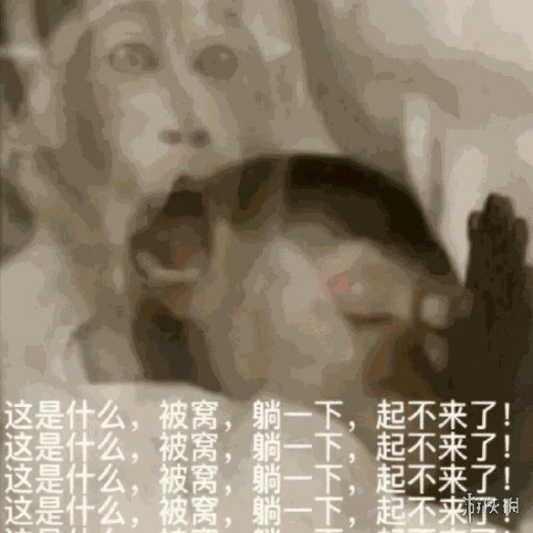 动物表情包，当代发疯网友最好的安慰剂