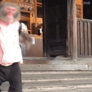 动物表情包，当代发疯网友最好的安慰剂