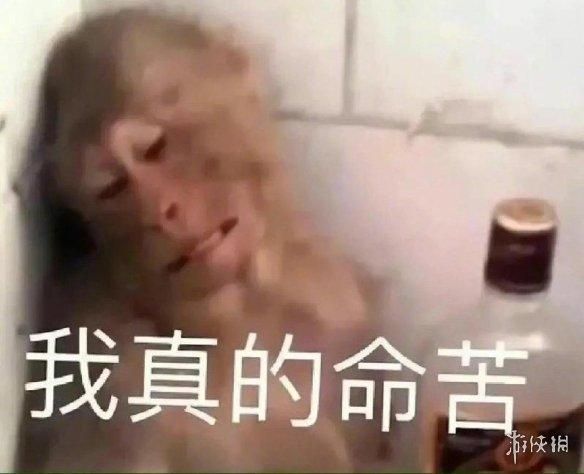 动物表情包，当代发疯网友最好的安慰剂