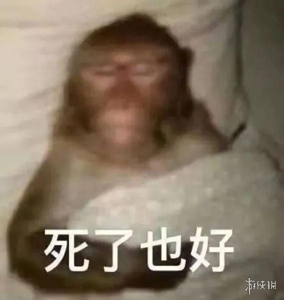 动物表情包，当代发疯网友最好的安慰剂