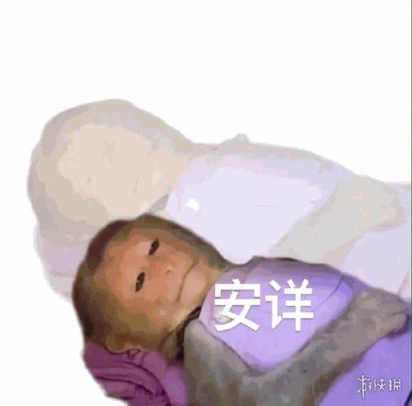 动物表情包，当代发疯网友最好的安慰剂