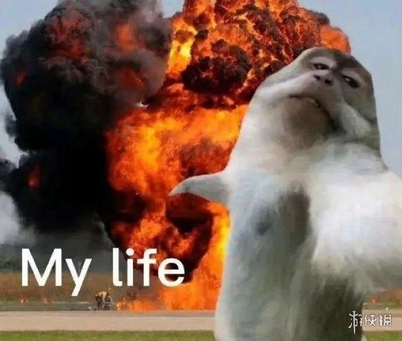 动物表情包，当代发疯网友最好的安慰剂