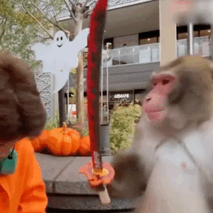 动物表情包，当代发疯网友最好的安慰剂