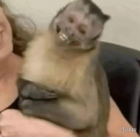 动物表情包，当代发疯网友最好的安慰剂