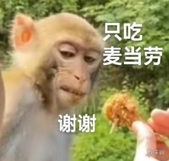 动物表情包，当代发疯网友最好的安慰剂