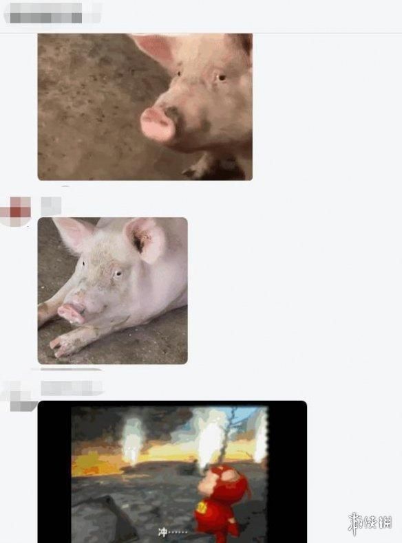 动物表情包，当代发疯网友最好的安慰剂