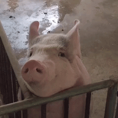 动物表情包，当代发疯网友最好的安慰剂