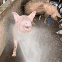 动物表情包，当代发疯网友最好的安慰剂