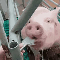 动物表情包，当代发疯网友最好的安慰剂