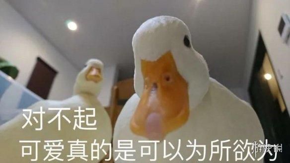 动物表情包，当代发疯网友最好的安慰剂