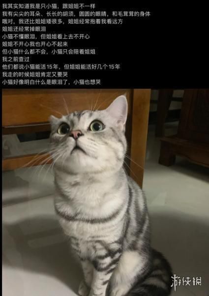 动物表情包，当代发疯网友最好的安慰剂