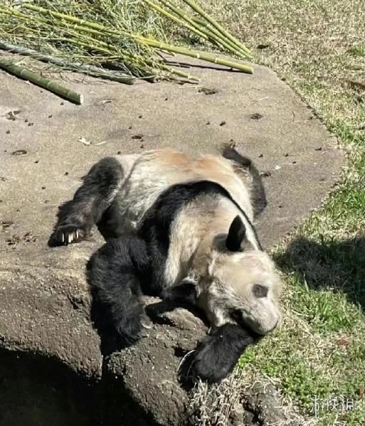 动物表情包，当代发疯网友最好的安慰剂