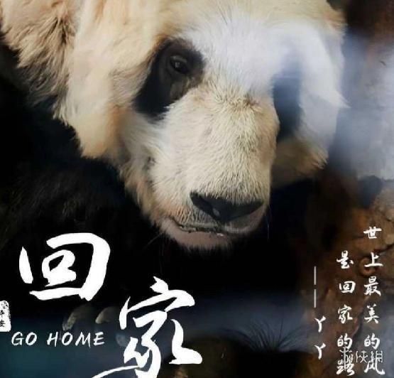 动物表情包，当代发疯网友最好的安慰剂