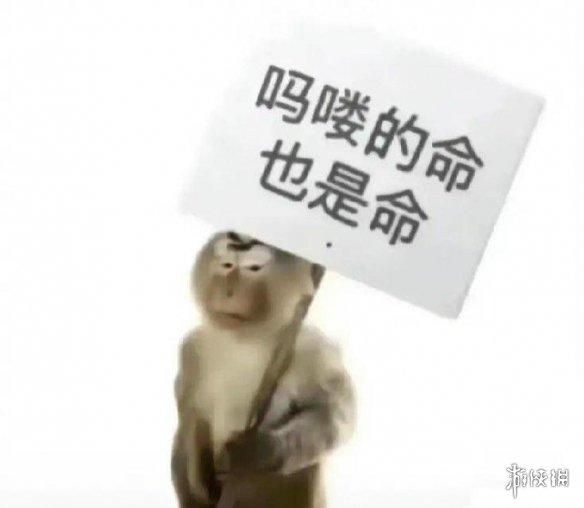 动物表情包，当代发疯网友最好的安慰剂