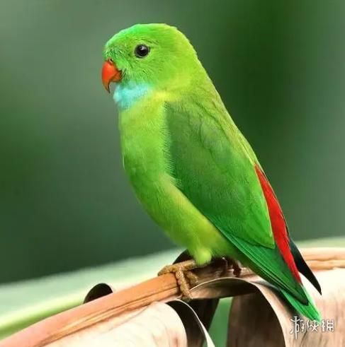 印度一桩九年前的杀人案，因为一只神探鹦鹉重见天日