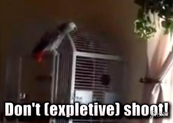 印度一桩九年前的杀人案，因为一只神探鹦鹉重见天日