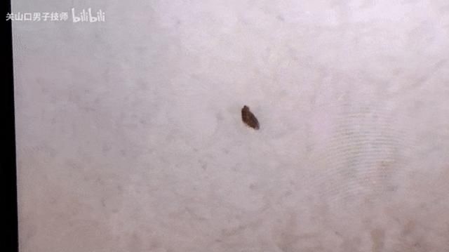 原来我们生活在《阿凡达》的世界里吗？