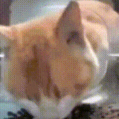 因为315曝光而“塌房”的淀粉肠，其实是个“冤案”？