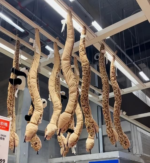 好端端过个蛇年，怎么所有怕蛇的人都要把它踢出十二生肖？