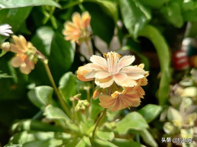 从一加7T再到一加8Pro，聊聊我转投安卓阵营后日渐“真香”的体验