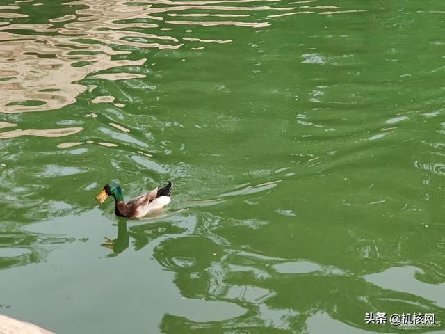 从一加7T再到一加8Pro，聊聊我转投安卓阵营后日渐“真香”的体验