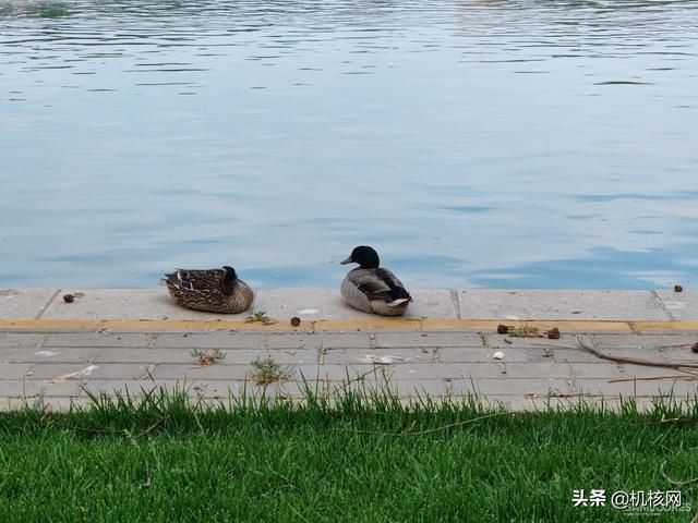 从一加7T再到一加8Pro，聊聊我转投安卓阵营后日渐“真香”的体验