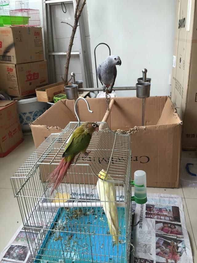 养只鹦鹉的那点事