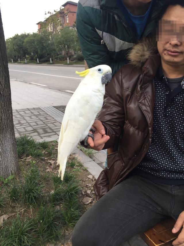 养只鹦鹉的那点事