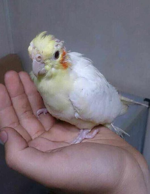 养只鹦鹉的那点事