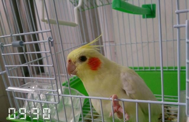 养只鹦鹉的那点事