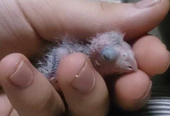 养只鹦鹉的那点事