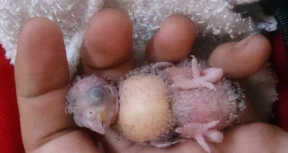 养只鹦鹉的那点事