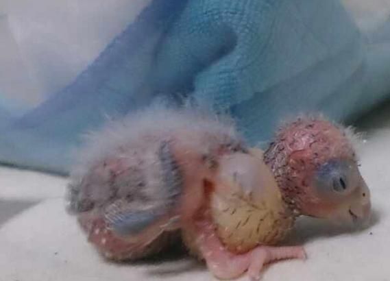 养只鹦鹉的那点事