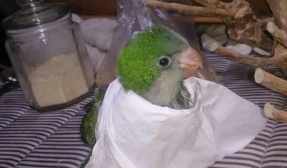 养只鹦鹉的那点事