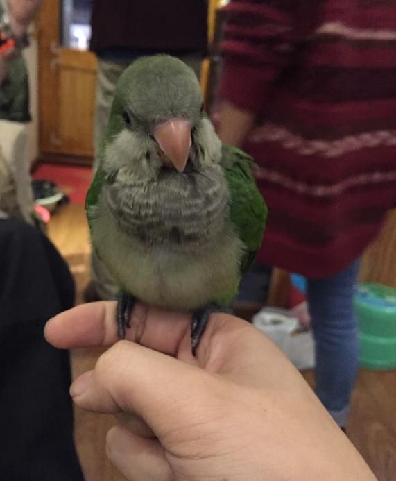 养只鹦鹉的那点事