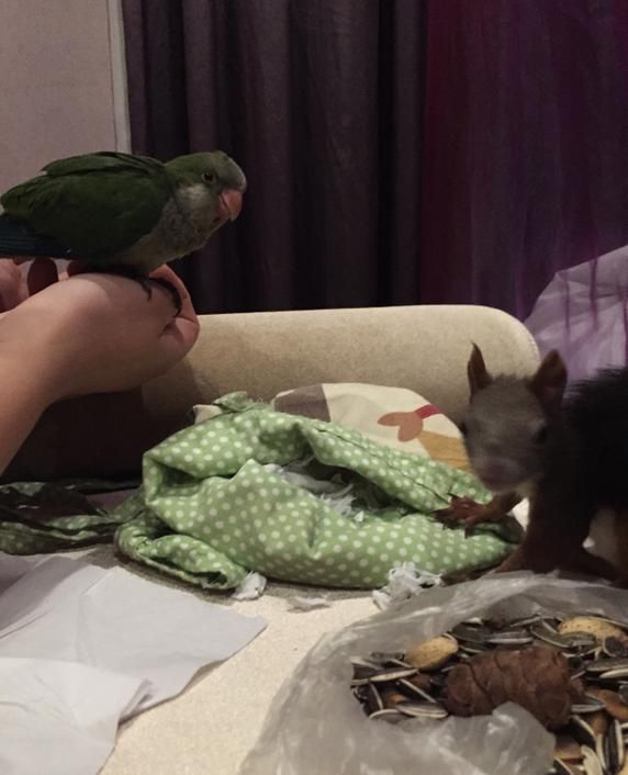 养只鹦鹉的那点事