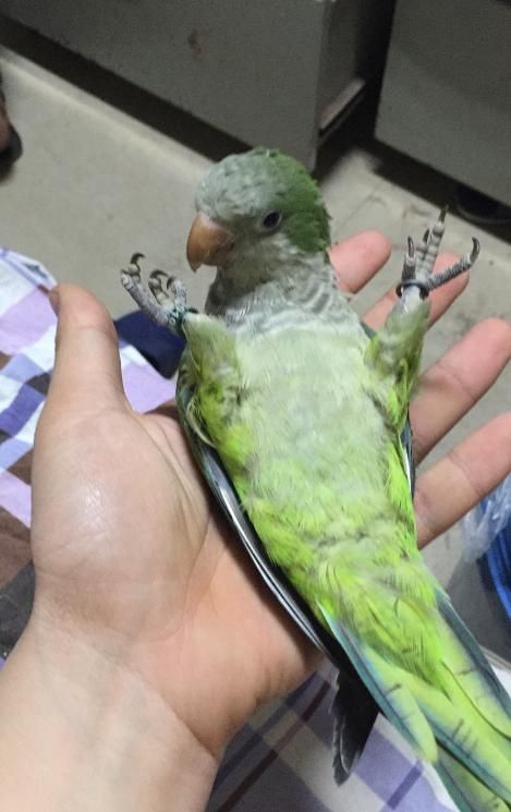 养只鹦鹉的那点事