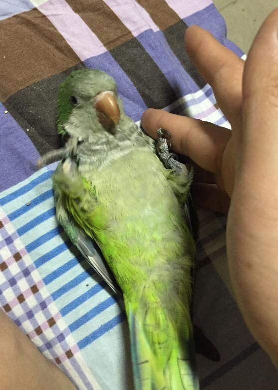 养只鹦鹉的那点事