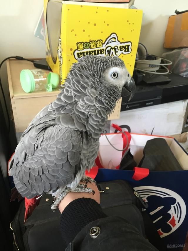 养只鹦鹉的那点事