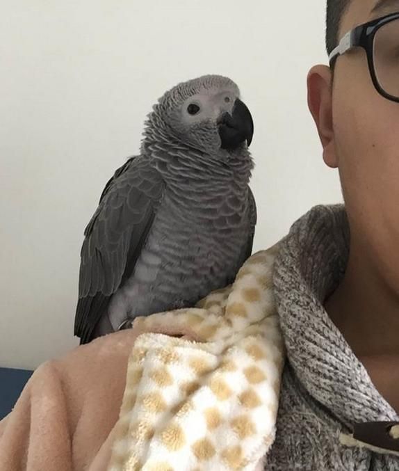 养只鹦鹉的那点事