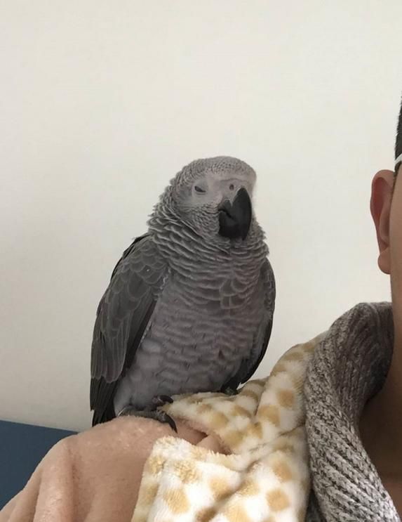 养只鹦鹉的那点事