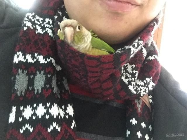 养只鹦鹉的那点事