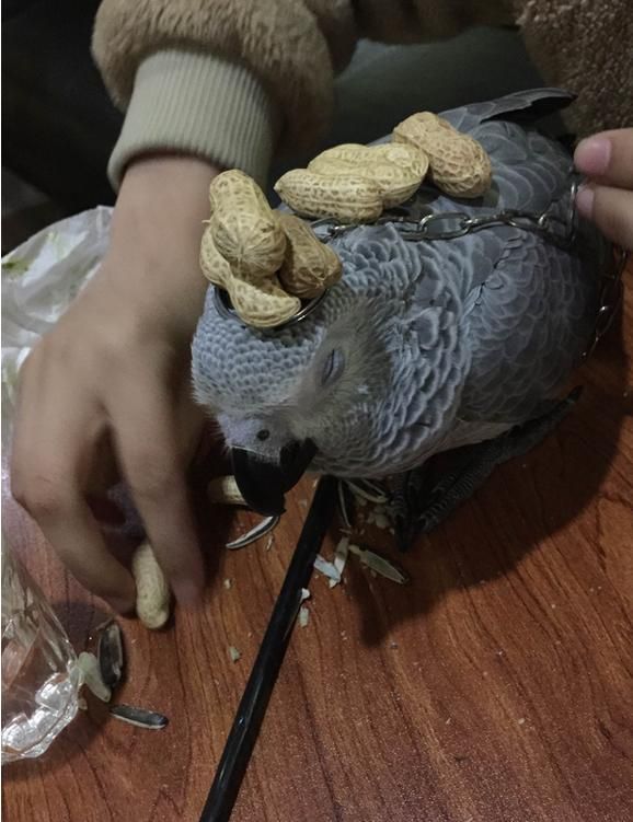养只鹦鹉的那点事