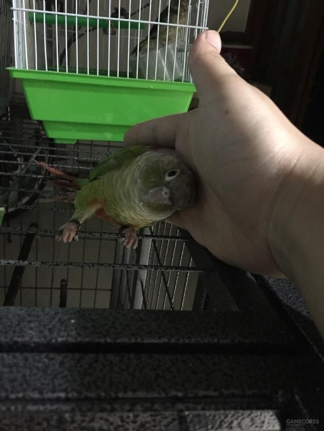 养只鹦鹉的那点事