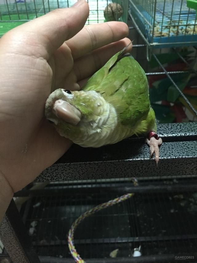 养只鹦鹉的那点事