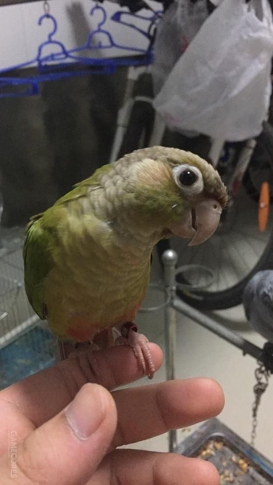 养只鹦鹉的那点事