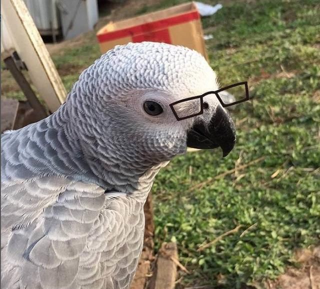 养只鹦鹉的那点事