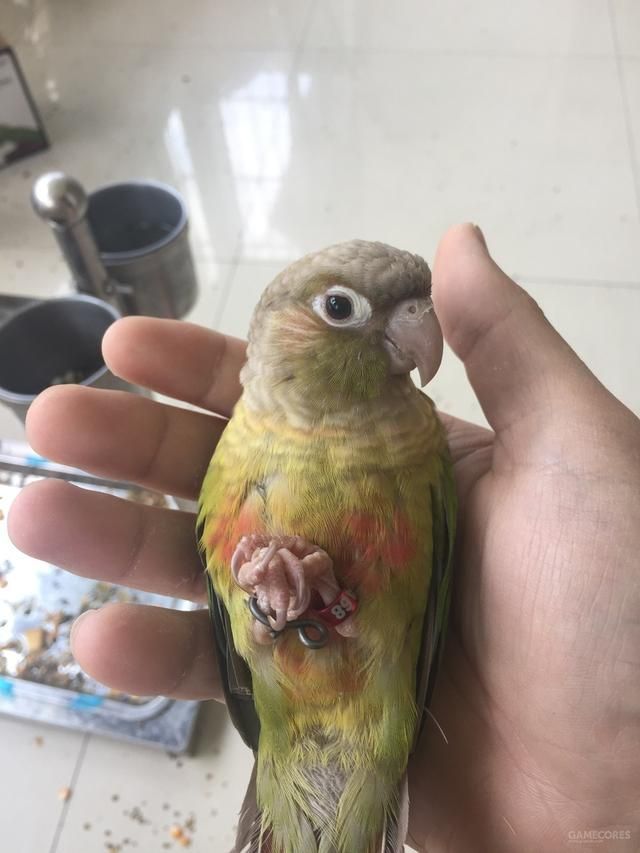 养只鹦鹉的那点事