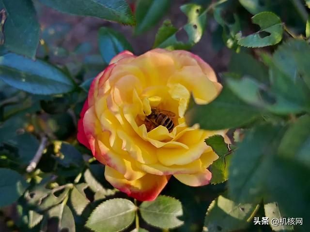 双芯闪充屏幕好，周边齐全任你挑，iQOO Neo 7 开箱体验